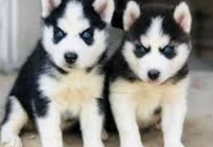 Sibirische Husky-Welpen