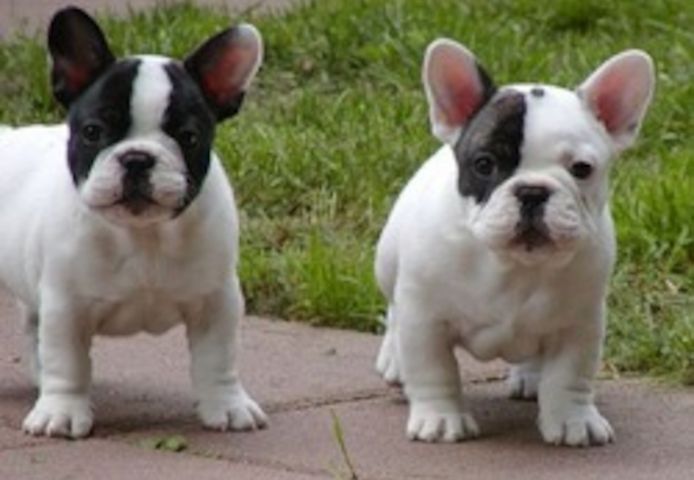 Französische Bulldoggenwelpen