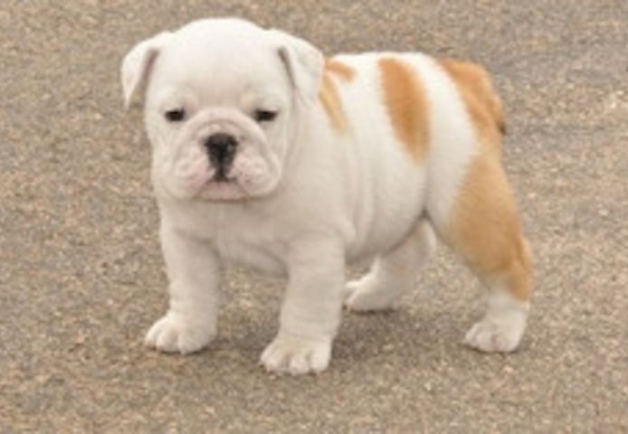 Englische Bulldoggenwelpen
