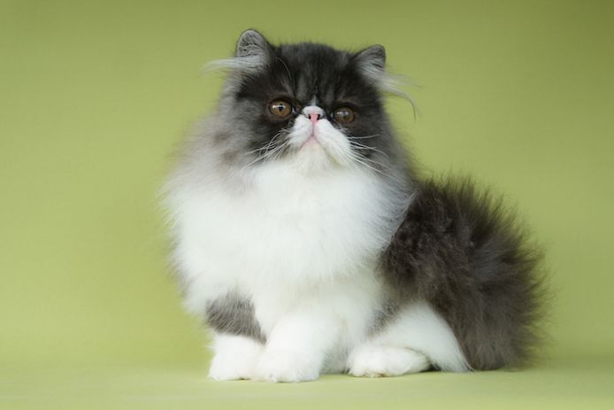 junge Perserkätzin aus Hobbyzucht