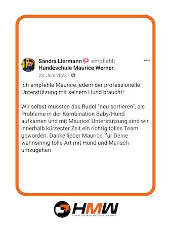 Professionelles Hundetraining – Persönlich oder auch via Video