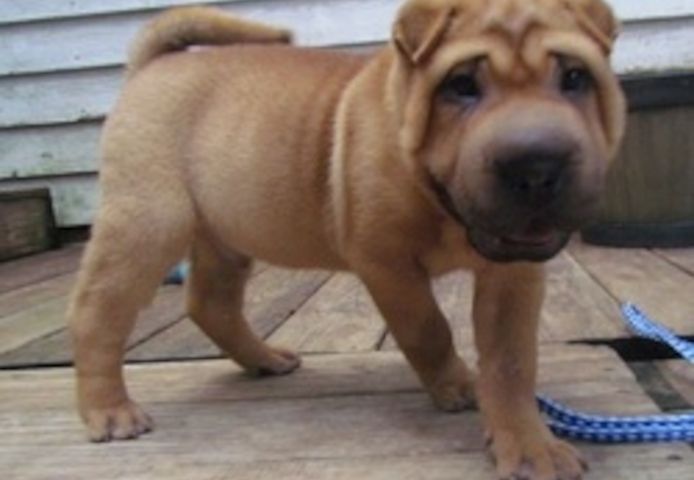Reinrassige Shar-Pei-Welpen