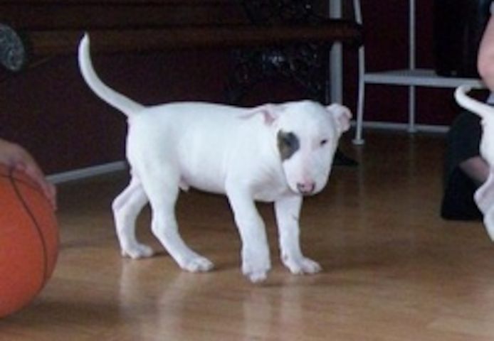 Bullterrier-Welpen (Rüden und Hündinnen) abzugeben