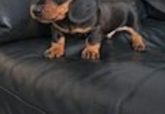 Wundervolle Dackelwelpen