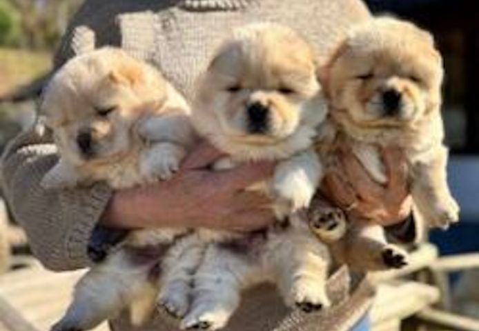 Chow-Chow-Welpen abzugeben!