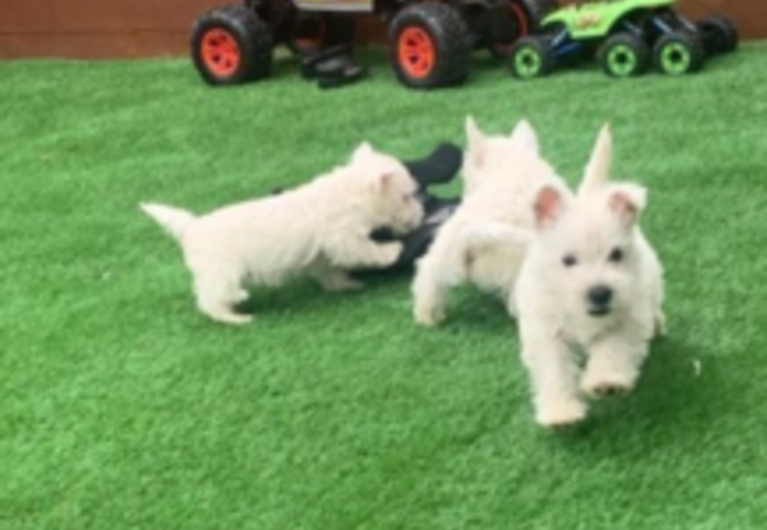 West Highland White Terrier Welpen