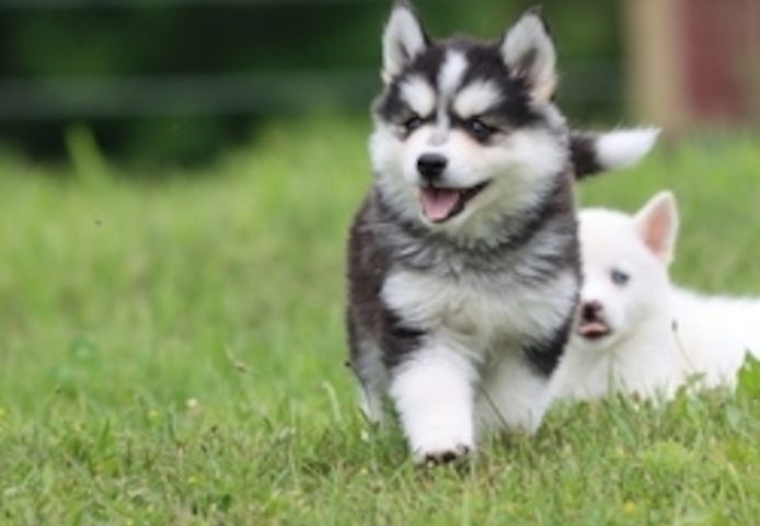 Alaskan Klee Kai Welpen