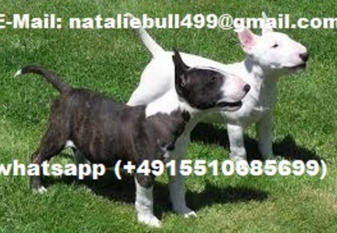 Mini Bullterrier-Welpen (Rüden und Hündinnen) abzugeben