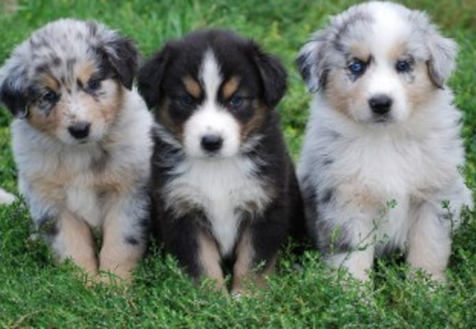 Australian Shepherd Welpen .