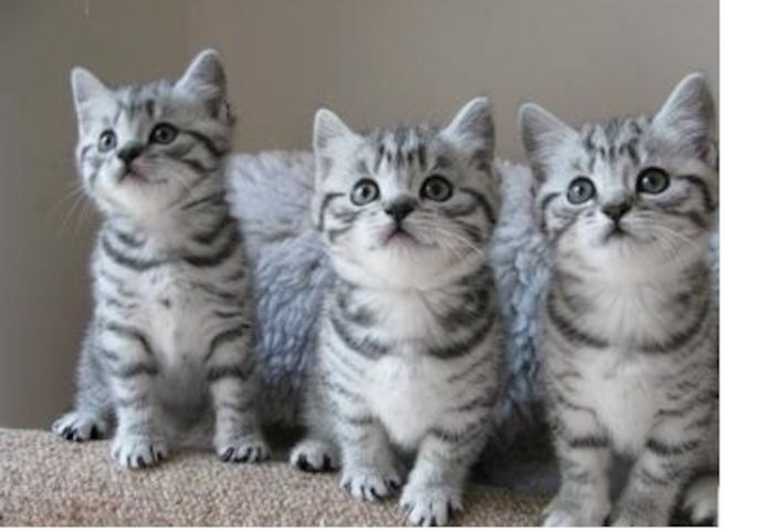 Bkh Kitten Britsch Kurzhaar Black Silver Tabby Whiskas .