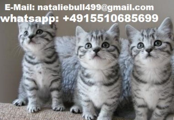 Bkh Kitten Britsch Kurzhaar Black Silver Tabby Whiskas .