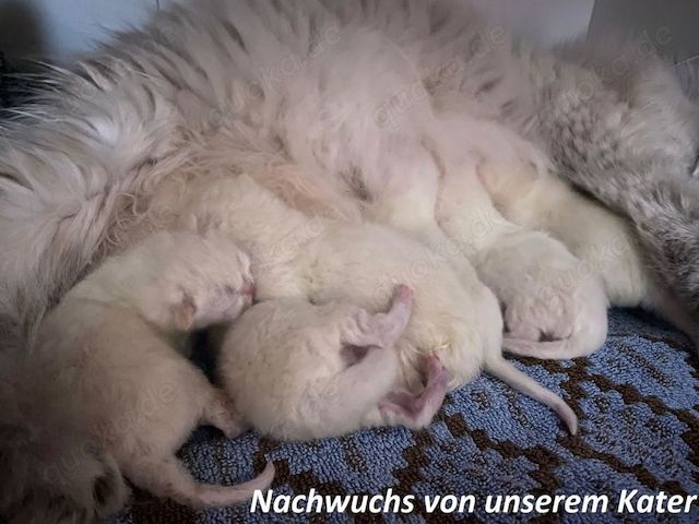 Deckkater Stammbaum blauen Augen BKH Farbe seal-silver-shaded-point ns 11-33