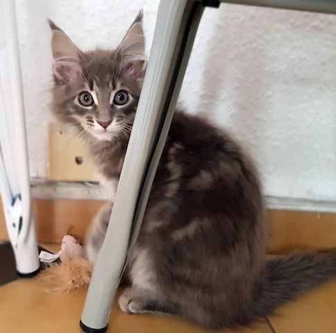 Bezauberndes Maine-Coon-Kätzchen