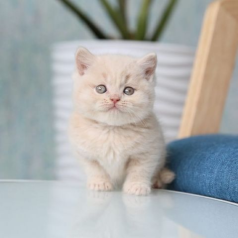 British Shorthair Kitten zu Verkaufen