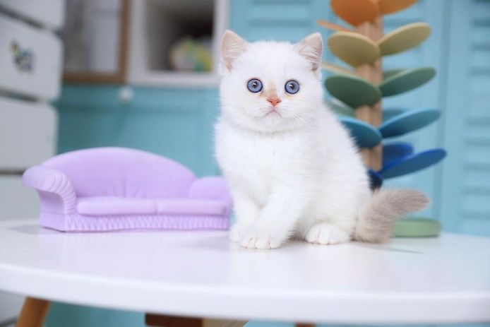 British Shorthair Kitten zu Verkaufen