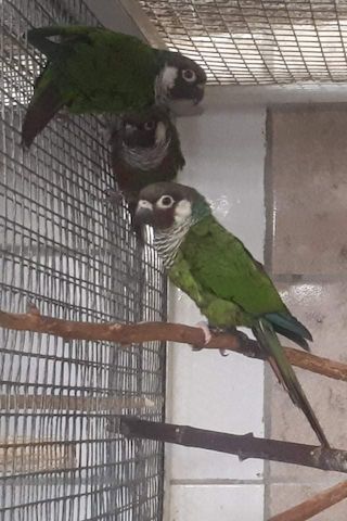 Salvadori Weißohrsittiche