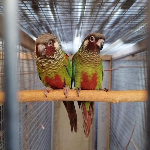 Emmas Weißohrsittiche