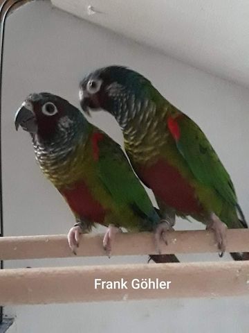 Emmas Weißohrsittiche