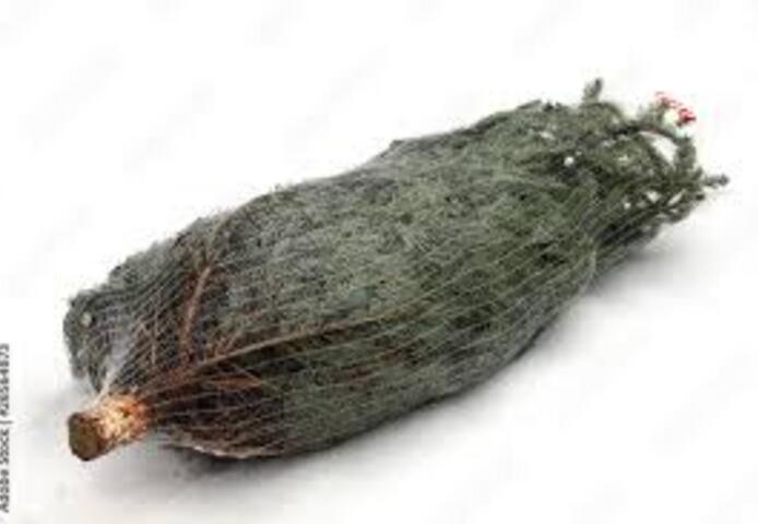 Weihnachtsbaum Lieferung