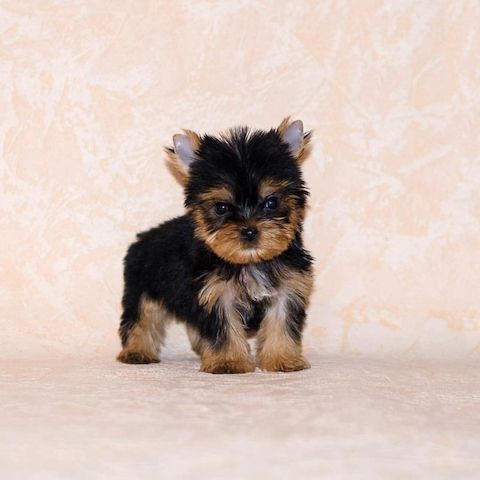 Yorkshire Terrier Welpen für perfekte Häuser.