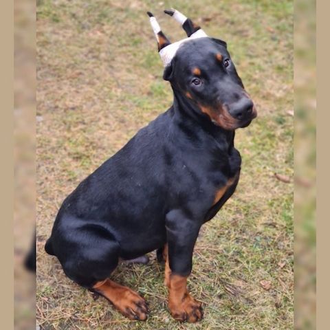 Dobermannwelpen Hündin und Rüden zu verkaufen.
