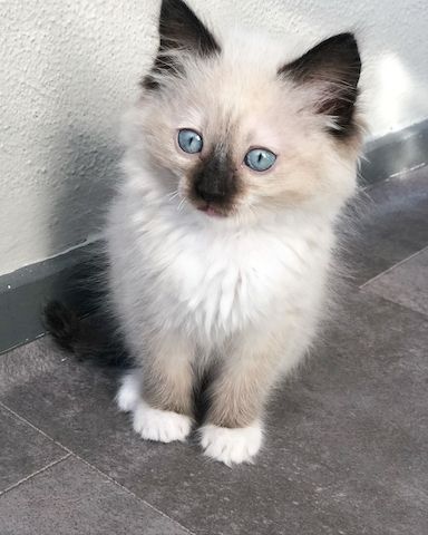 Ragdoll Katzen zu Verkaufen