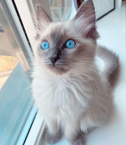 Ragdoll Katzen zu Verkaufen