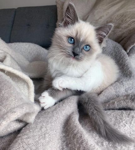 Ragdoll Katzen zu Verkaufen