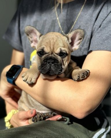 Französische Bulldoggen Welpen zu Verkaufen