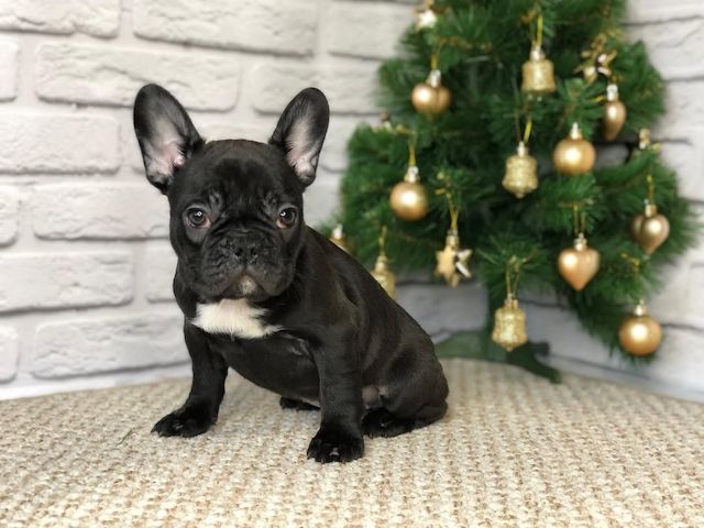 Französische Bulldoggen Welpen zu Verkaufen