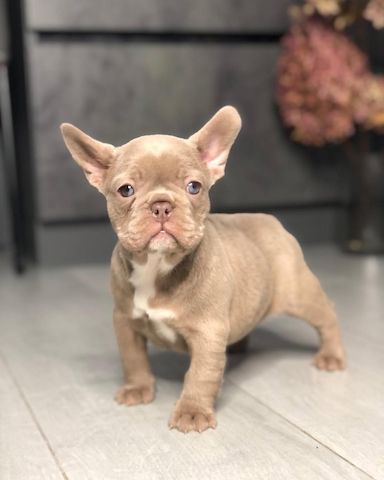 Französische Bulldoggen Welpen zu Verkaufen