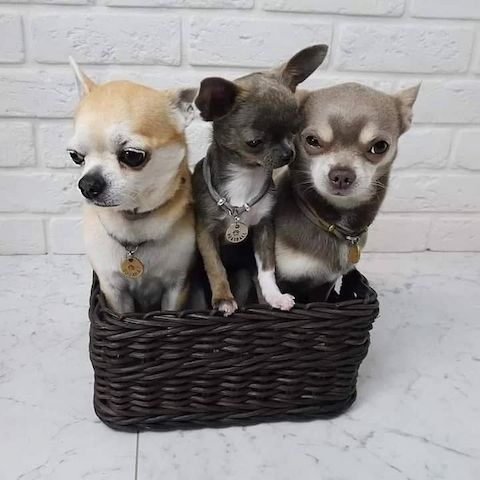 Chihuahua Welpen zu Verkaufen