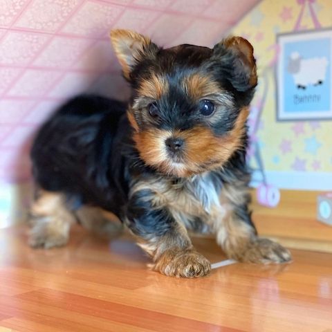 Wunderschöne Yorkshire-Terrier-Welpen.