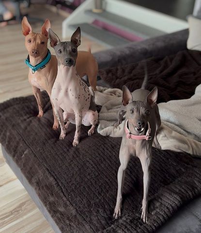 American Hairless Terrier Wurfankündigung