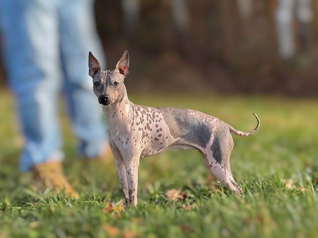 American Hairless Terrier Wurfankündigung