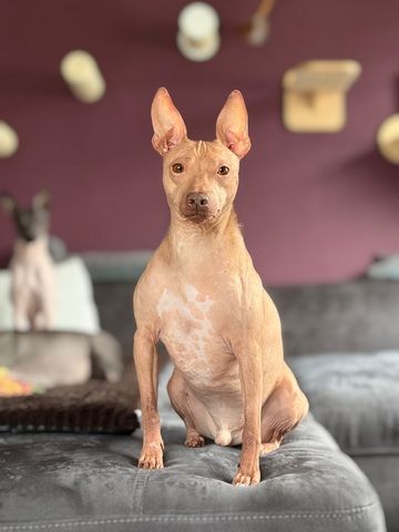 American Hairless Terrier Wurfankündigung