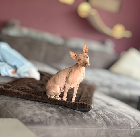 American Hairless Terrier Wurfankündigung