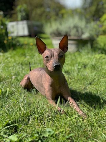American Hairless Terrier Wurfankündigung