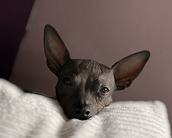 American Hairless Terrier Wurfankündigung