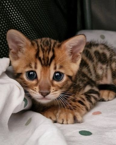 Bengalkätzchen zur Adoption
