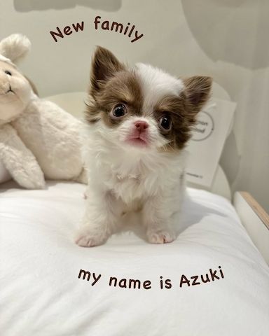 Chihuahua-Welpe zur Adoption