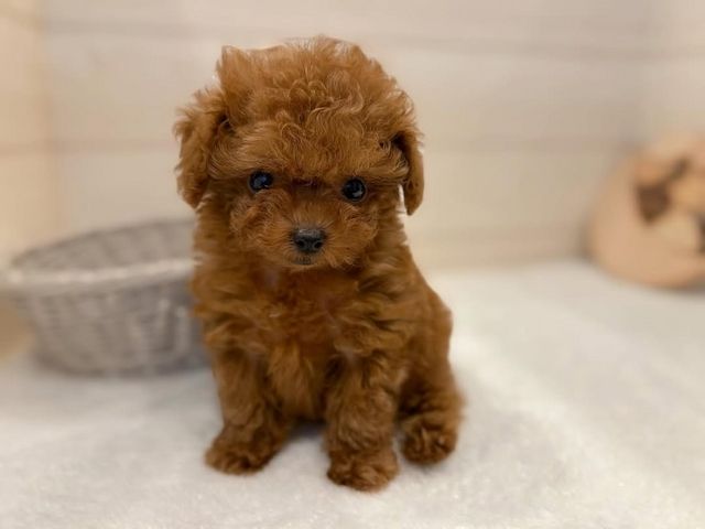 Weiblicher Pudel zur Adoption verfügbar