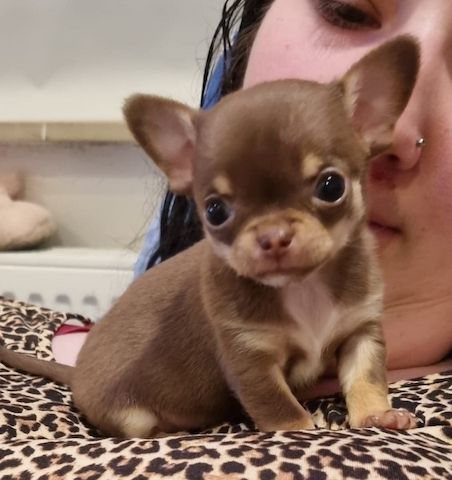 Erhältlich Mini Chihuahua Babys (Langhaar und. Kurzhaar)