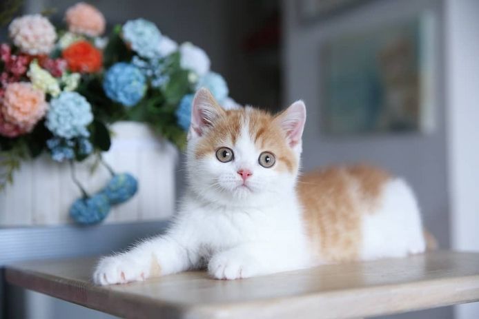 Wunderschöne Britisch-Kurzhaar-Katzen 