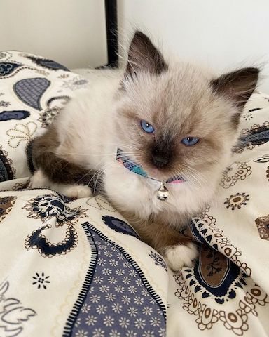 Wunderschöne Ragdoll-Katzen suchen ein liebevolles Zuhause!