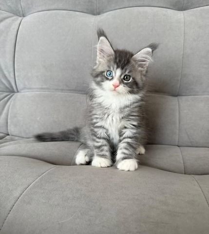 Imposante Maine-Coon-Katzen suchen ein liebevolles Zuhause!