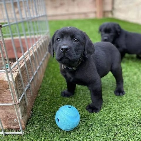 Süße Labrador-Retriever-Welpen