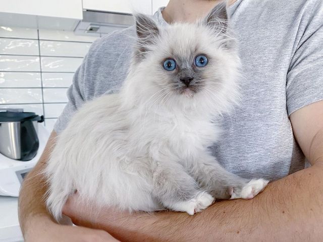 Sanftmütige Ragdoll-Katzen suchen ein liebevolles Zuhause!