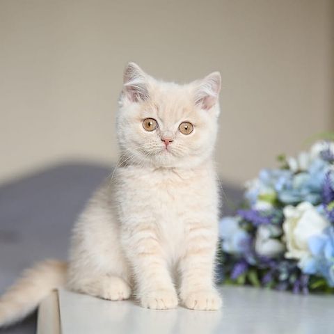 Britisch-Kurzhaar-Katzen suchen ein liebevolles Zuhause!