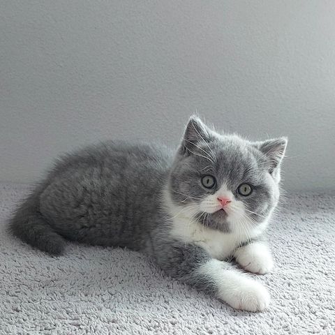 Britisch-Kurzhaar-Katzen suchen ein liebevolles Zuhause!